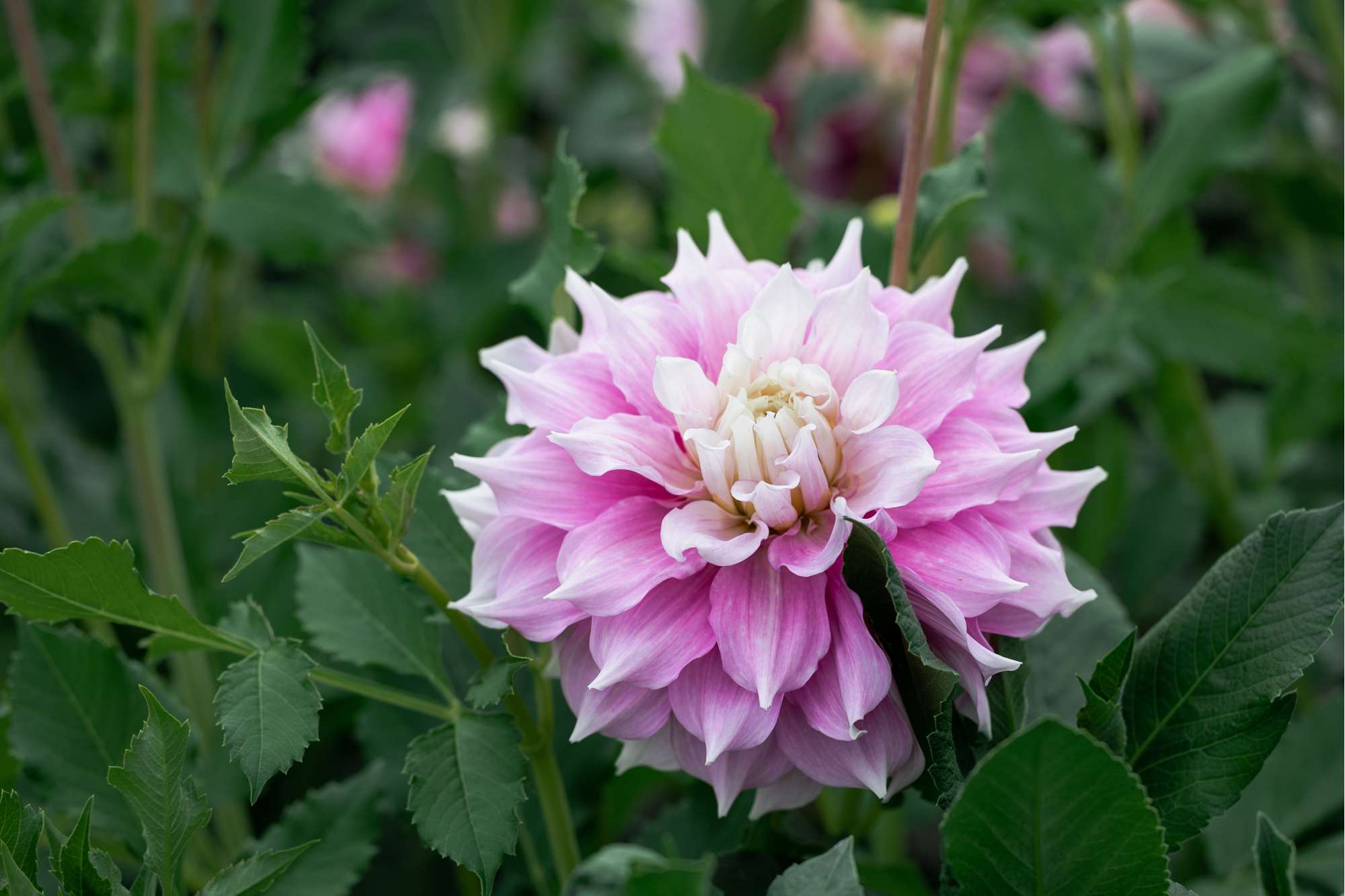 Dahlia Gitt's Perfection.